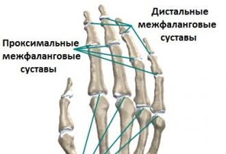 Structure of the hand and wrist